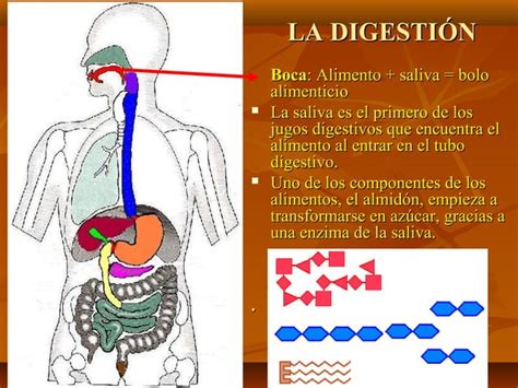 La Digestion PPT Descarga Gratuita