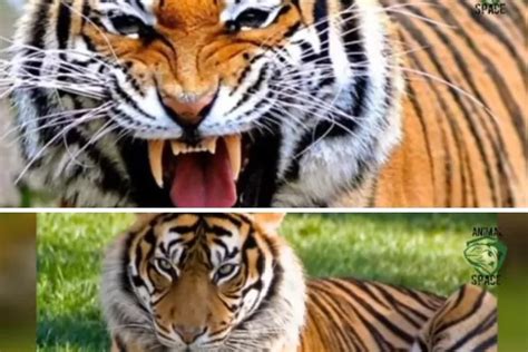 Ternyata Mudah Dibedakan Ini Dia Perbedaan Harimau Jawa Dan Harimau