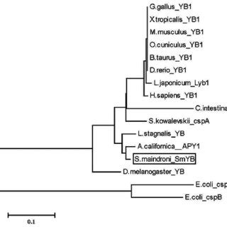 Consensus Neighbor Joining Tree Based On Sequences Of Y Box Proteins