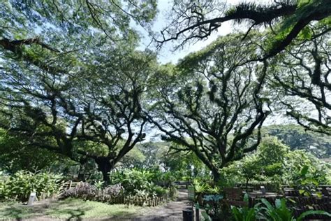 Hutan De Djawatan Wisata Populer Di Banyuwangi Yang Sekilas Mirip