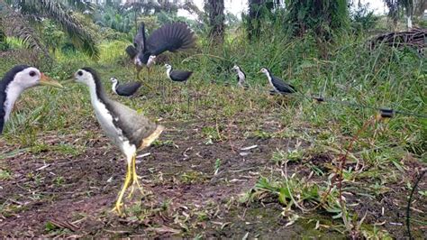 Terekam Jelas Mikat Ruak Ruak Di Kampung Sebelah Bikin Nagih