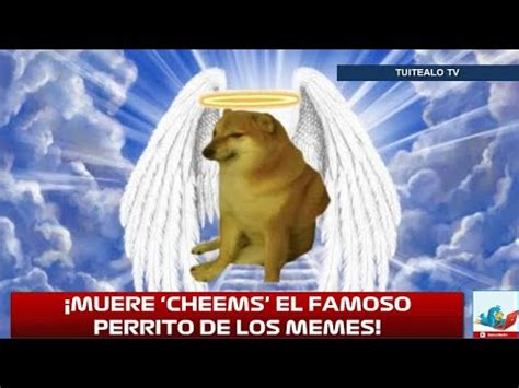 Muere Cheems El Famoso Perrito De Los Memes YouTube