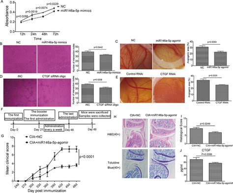 MiRNA 146a 5p Inhibited Proliferation Of RA FLS Angiogenesis And