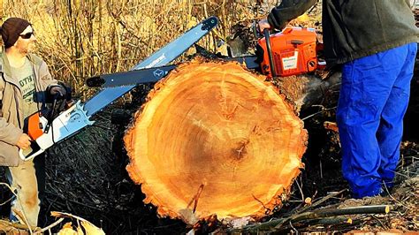 Husqvarna 3120xp Racing With Stihl Ms 880 In Big Poplar 105cm