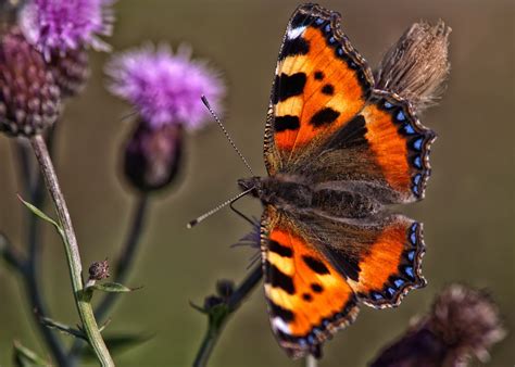 Drinker moth caterpillar – Southwick Country Park Nature Reserve