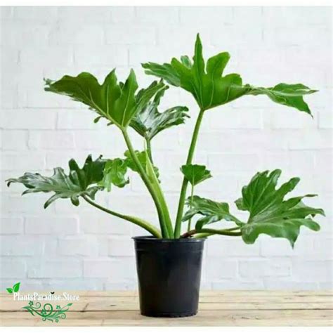 Jual Tanaman Hias Philodendron Selloum Tanaman Hias Philodendron Jari