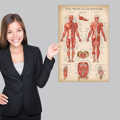 Muscular System Anatomical Poster Print Laminate Muscle Anatomy Chart Porn Sex Picture