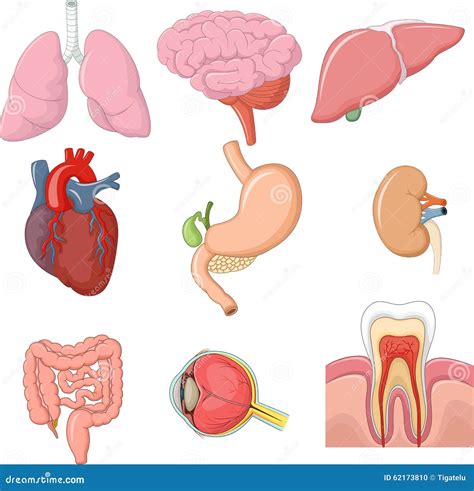 Ilustra O Dos Desenhos Animados Do Grupo Interno Da Cole O Dos Rg Os