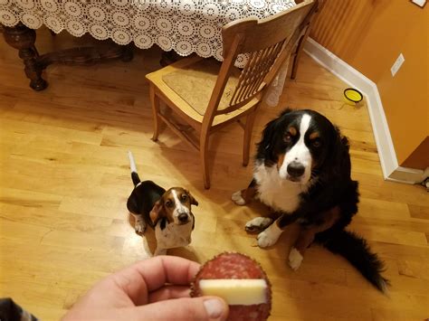 Game of Bones edition: The Mountain Vs The Hound : r/bernesemountaindogs