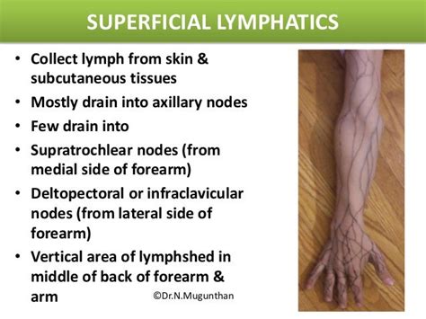 Venous Andlymphatic Drainage Of Upper Limb Drnmugunthan