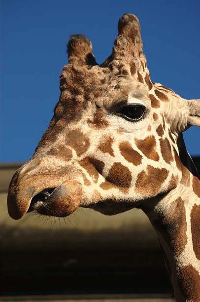 Giraffe Teeth Stock Photos, Pictures & Royalty-Free Images - iStock