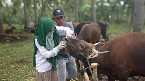 Waduh 83 Ekor Sapi Di Kabupaten Cirebon Terjangkit Virus LSD