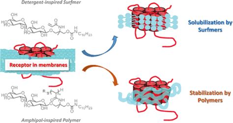 Surfmer Versus Polymer Effect Toward Solubilization And Stabilization