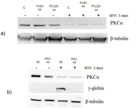 Pkc Levels Decrease In K562 Cells Overexpressing Plc1 A Cell Download Scientific Diagram