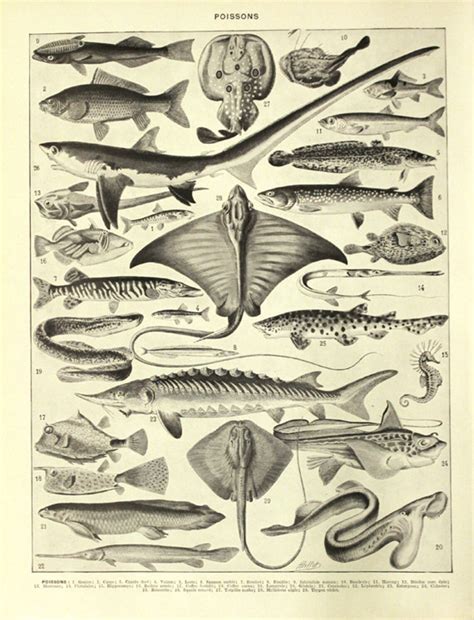 Fish poster 1936 Vintage fish print Vintage kitchen decor Fish | Etsy