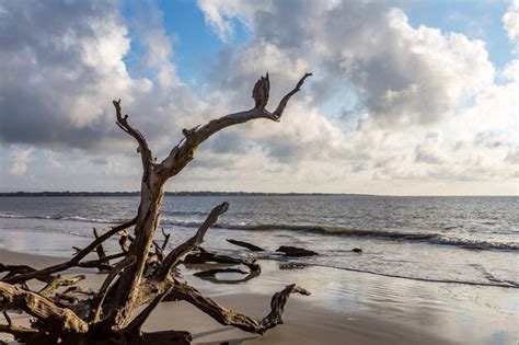 Premium Photo Driftwood At Beach Against Cloudy Sky