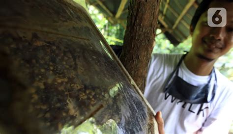 Foto Budi Daya Lebah Madu Di Hutan Kota Srengseng Foto Liputan