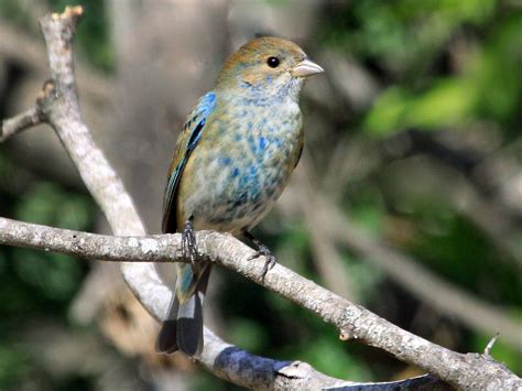 Indigo Bunting Ebird