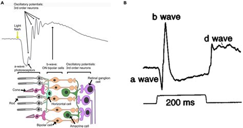 Frontiers Review Use Of Electrophysiological Techniques To Study