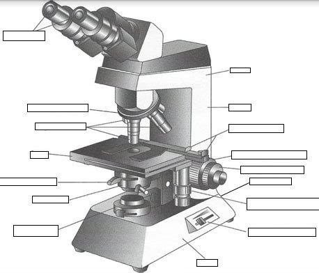 Identify The Parts Of Compound Light Microscope Quizlet Shelly Lighting