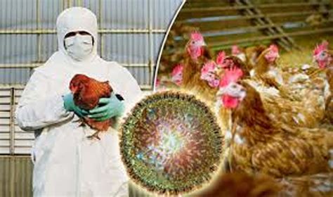 Bird Flu Confirmed In 4 Distts Of Jandk Jammu Kashmir Latest News