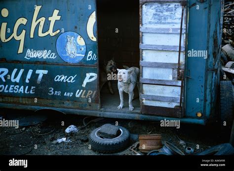 JUNK YARD DOGS Stock Photo - Alamy