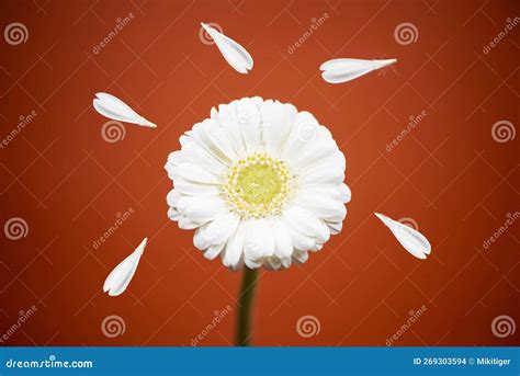 One Beautiful Chamomile With Petals Close Up Stock Photo Image Of