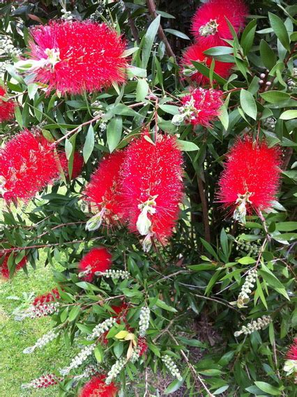 Callistemon Citrinus Endeavour Advanced Trees Wholesale Nursery