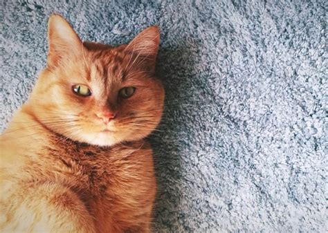 beginners guide  cruelty  clean cruelty