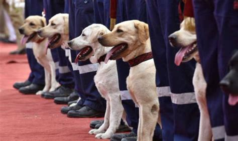 Meet Delhi Police's newest recruits: 30 tough but adorable Labrador ...