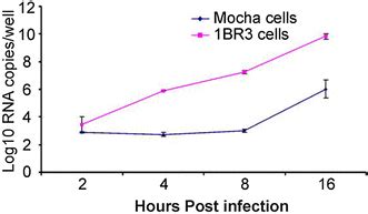 Chikv Growth In Mouse Skin Fibroblast Cells Mocha And Human Skin