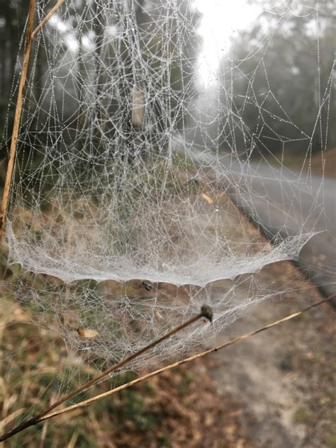 Spiders in the Mist | Our Mississippi Home