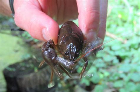 Des Crevisses Pattes Blanches Se Cachent Dans La Vall E De Lessonne