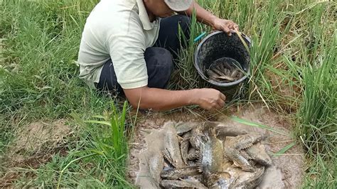 Mencari Ikan Dikubangan Sawah Banyak Ikan Betok Bersarang Dikubangan