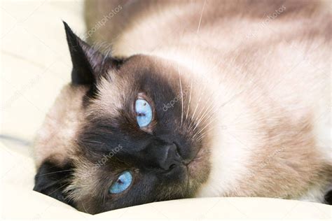 Retrato De Gato Siam S Con Ojos Azules Acostado En La Cama