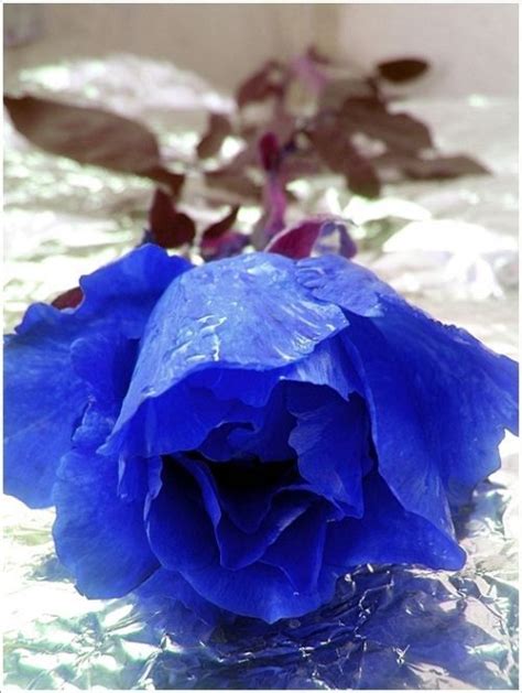 Roses in Mauritius: Blue Roses