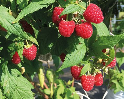 TunnelBerries: Enhancing the Sustainability of Berry Production