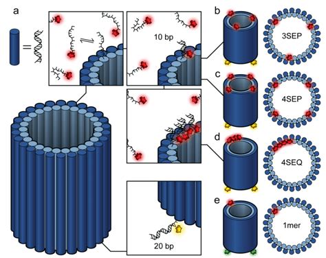 Schematic Of DNA Nanotube A DNA PAINT Docking Strands Are