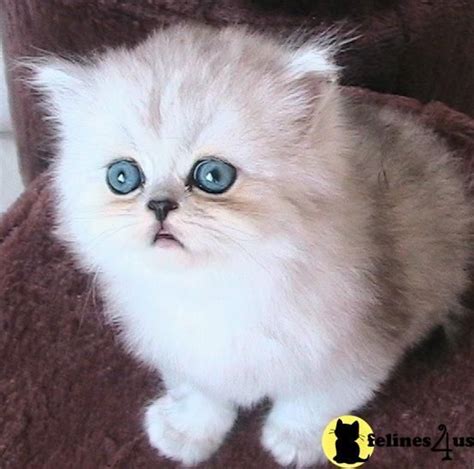 Teacup Munchkin Cat For Sale Fluffymainecoonny