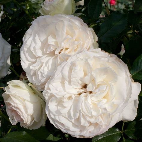 Eden Climber® White Climbing Rose Jackson And Perkins