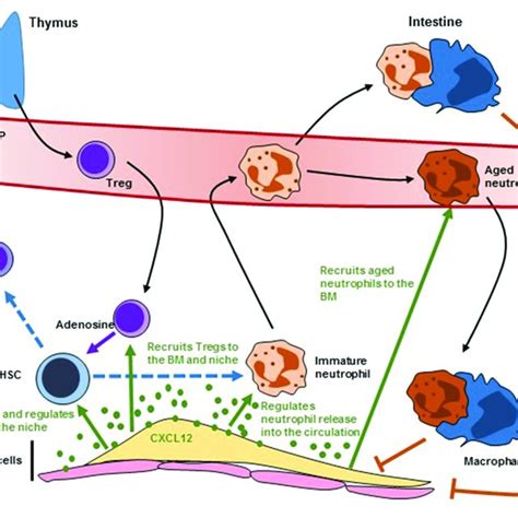 Characteristics Of Patients With Positive Anti Hla Antibody Download