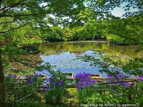 5月の池のほとりでの写真・画像素材[3519477] Snapmart（スナップマート）