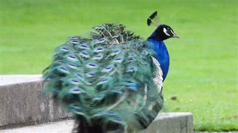 Peacock Youtube