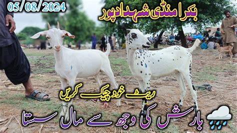 Bakra Mandi Shahdadpur Barish Men Mall Huwa Sasta Latest Update