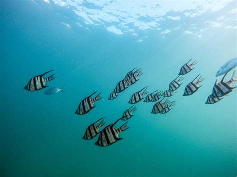 Snorkeling in Huatulco: A Top Underwater Adventure