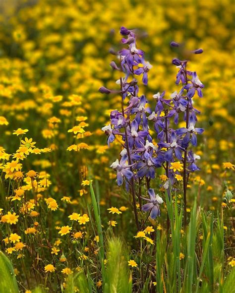 Carrizo Plain Vibrant Flowers In Grass