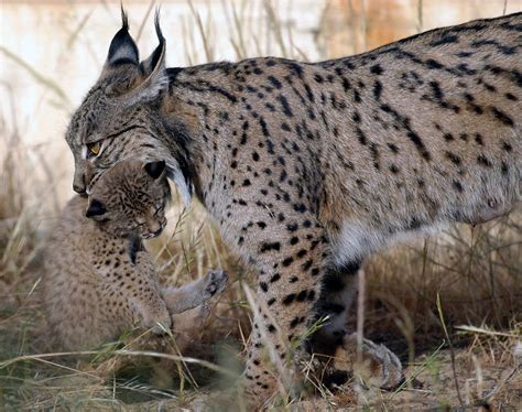 La Poblaci N Del Lince Ib Rico En Andaluc A Alcanza Un Nuevo R Cord