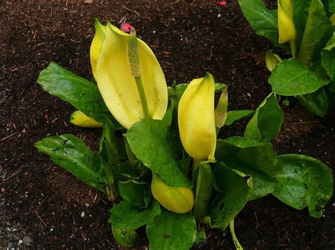 Брызги воды: образцовый сад – волшебный Bodnant Garden