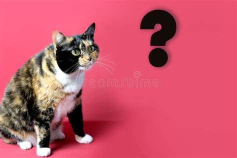 Adult Domestic Cat Proudly Sitting On Red Background Looks With Huge