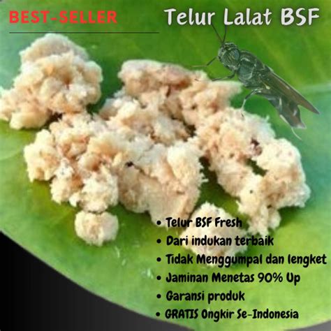 Promo Telur Bsf Magot Lalat Bsf Super Paket Gram Pakan Ikan Dan